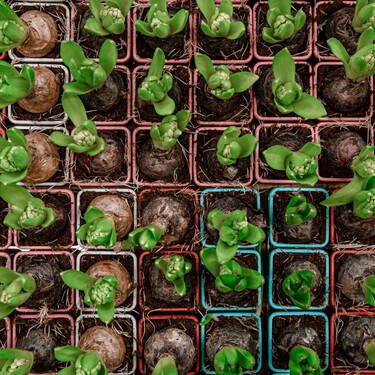 Los bulbos que se plantan en otoño para que tu jardín florezca en primavera 