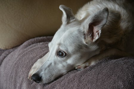 Diabetes En Perros Copia
