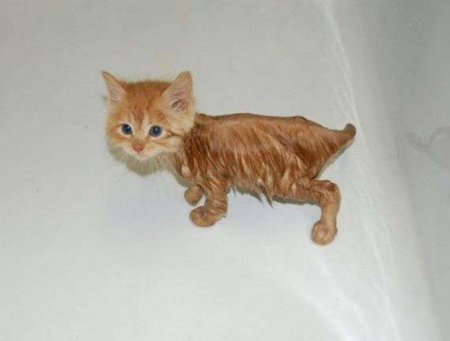 ¿Por qué los gatos odian mojarse?