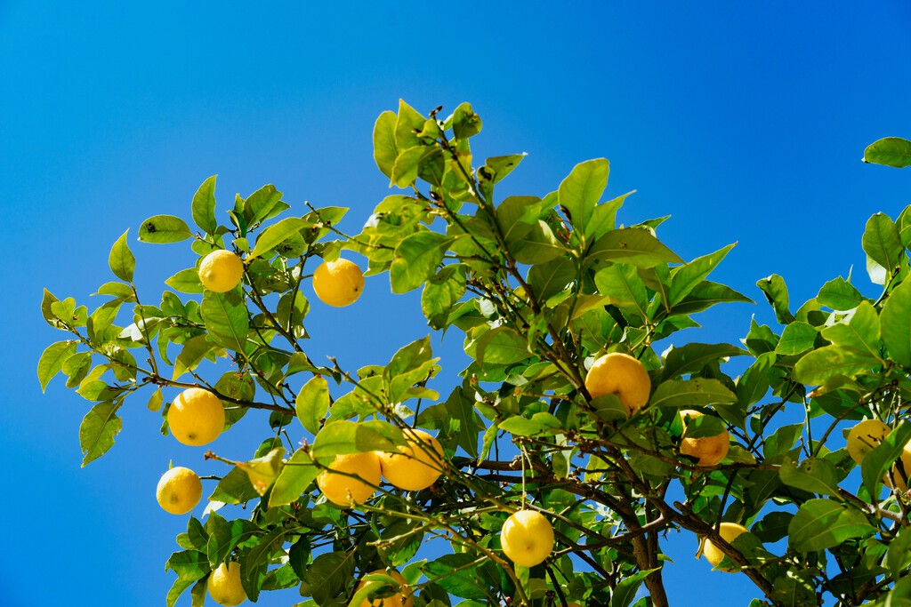 Por qué los expertos recomiendan poner tiras de papel de aluminio en las ramas del limonero: estos son sus beneficios
