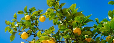 Si colocas tiras de papel de aluminio en el limonero tendrás muchas más ramas: cómo hacerlo