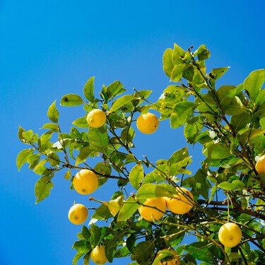Por qué los expertos recomiendan poner tiras de papel de aluminio en las ramas del limonero: estos son sus beneficios