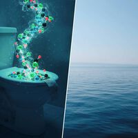 Estamos atascando el inodoro de carbono del océano y es algo que solo nos va a traer problemas