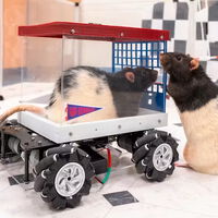 Unos científicos enseñaron a conducir a unas ratas. Lo fascinante no es eso, sino que a las ratas les encanta