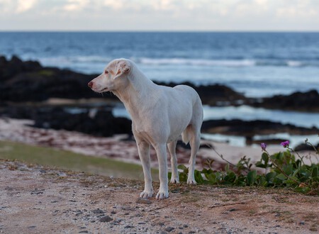Que Hacer Perro Abandonado