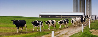 El precio es el principal obstáculo de los combustibles alternativos, pero puede haber un nuevo aliado: la leche