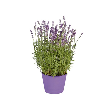 Captura De Pantalla 2026 03 03 104155