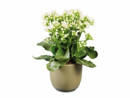 Kalanchoe Zoom