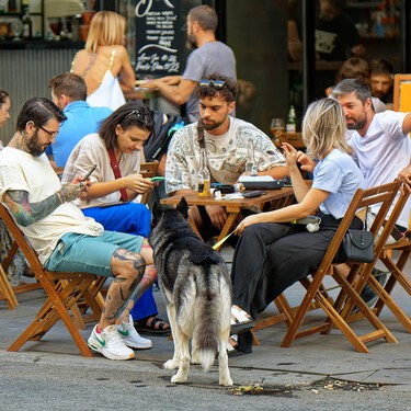 ¿Podrán los perros acceder a trenes, bares y hoteles por ley? 