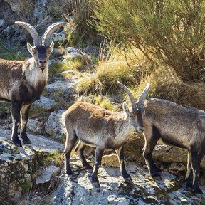 Se buscan voluntarios para vivir gratis en un refugio de la Sierra de Gredos a cambio de trabajar 24 horas semanales cuidando animales abandonados 