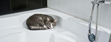 ¿Es necesario bañar a un gato? ¿Ni siquiera en verano?  