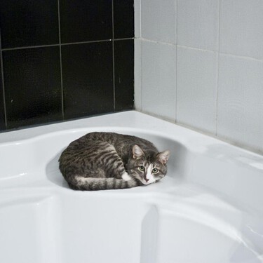 ¿Es necesario bañar a un gato? ¿Ni siquiera en verano? 