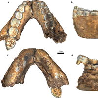 El primer fósil de Homo erectus adulto hallado en Drimolen deja claro que nuestros antepasados tienen 200.000 años más de lo que pensábamos 