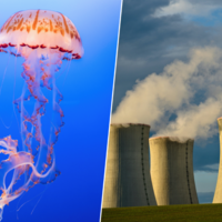 Usina nuclear da França é invadida por águas-vivas 