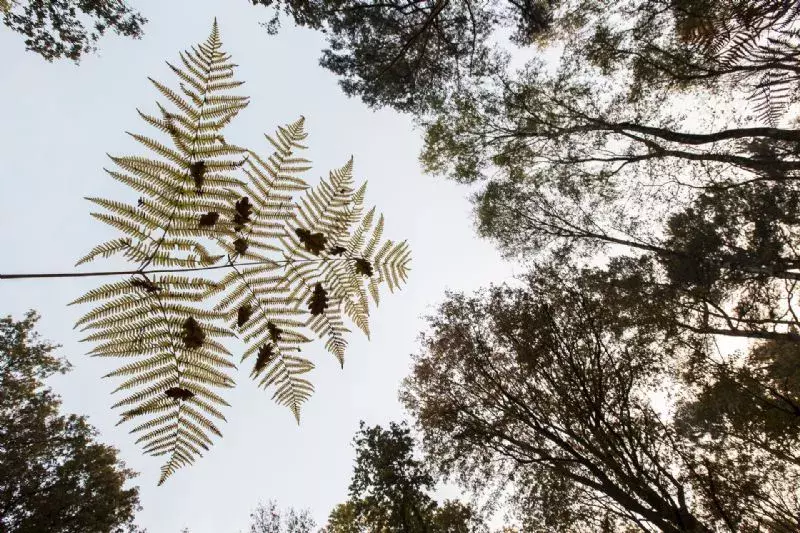 Foto de Mundo Vegetal (1/10)