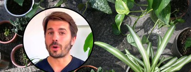 Álvaro Pedrera, experto en plantas: "Hay tres cosas letales que pueden acabar con tus plantas de interior en invierno"
