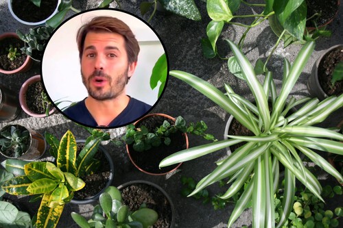 Álvaro Pedrera consejos cuidar plantas