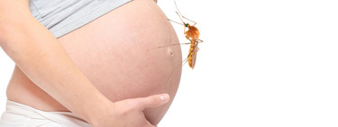 Chikungunya, zika y dengue: el peligro del mosquito tigre para las embarazadas