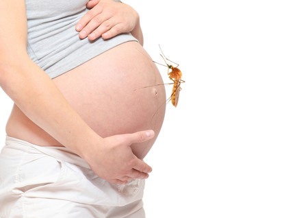 Chikungunya, zika y dengue: el peligro del mosquito tigre para las embarazadas