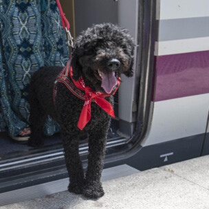 Los perros grandes ya pueden viajar en trenes AVE de Renfe: estas son las razas que se benefician