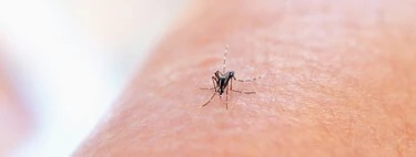 Leroy Merlin rebaja la mosquitera extensible de quita y pon que nos permitirá dormir con las ventanas abiertas en verano