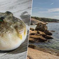 La temperatura del mar en Galicia está subiendo tanto que ya empiezan a aparecer especies tropicales como el pez globo