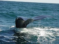Comenzó la temporada de ballenas en el sur argentino