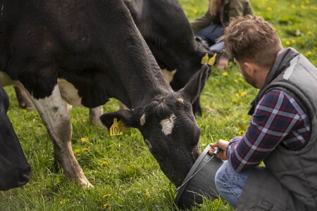 Vacas Pastando En La Granja Min