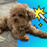 Pura magia. Ese podría ser el otro nombre de la función de recorte automática de iOS 16   