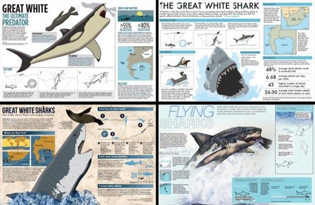 La fascinación de los niños por los tiburones y las detalladas infografías para aprender