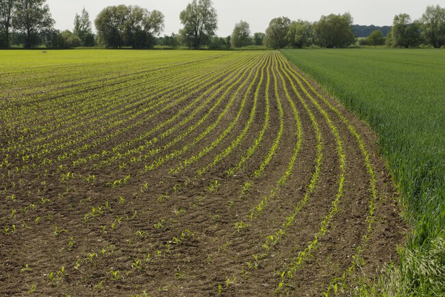 Agricultura