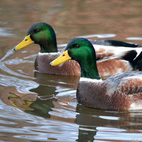 Compartir puesto de trabajo y sueldo, el futuro de la repartición del empleo 