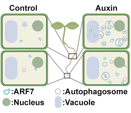 Autofagia En Plantas