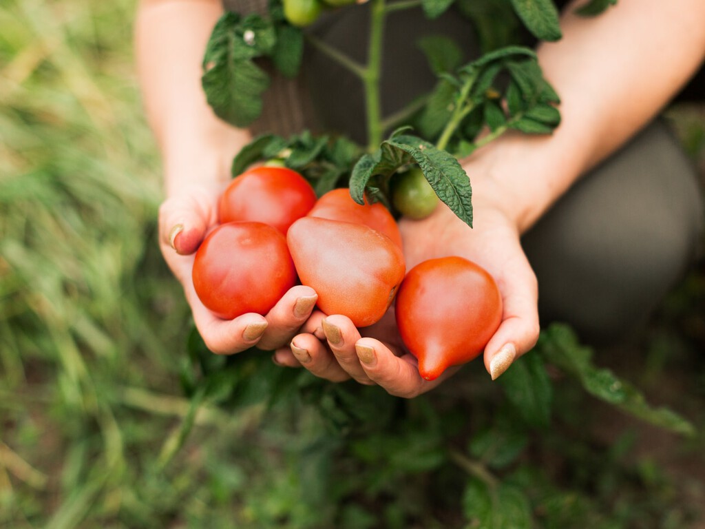 El Mediterráneo está lleno de tomates, pero solo tres tienen denominación de origen y ninguno es español 