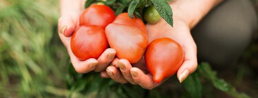 El Mediterráneo está lleno de tomates, pero solo tres tienen denominación de origen y ninguno es español 