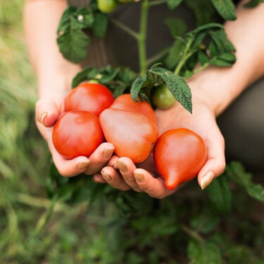 El Mediterráneo está lleno de tomates, pero solo tres tienen denominación de origen y ninguno es español 
