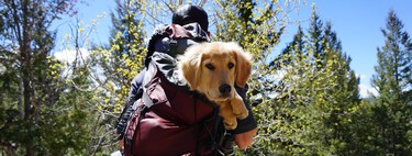 Cómo preparar a tu perro para llevarlo por rutas de montaña 