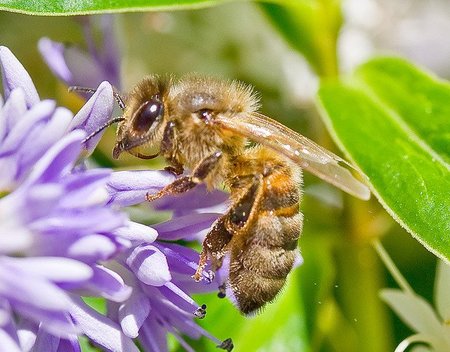 La radiación de los móviles perturba a las abejas
