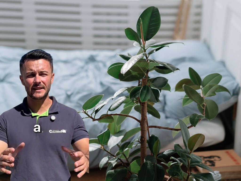 Un experto en jardinería recomienda estas tres plantas para el dormitorio: “Te limpian el aire mientras estás durmiendo”