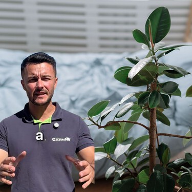 Un experto en jardinería recomienda estas tres plantas para el dormitorio: “Te limpian el aire mientras estás durmiendo” 