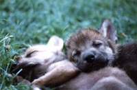 Cañada Real Open Center