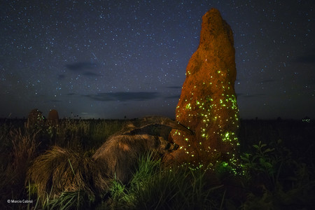Esta es la historia detrás de la foto del oso hormiguero descalificada en los premios Wildlife Photographer of The Year