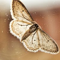 Vive un verano libre de polillas con esta lámpara con encendido automático, sin cables y a precio de risa 