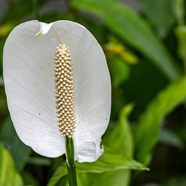 Hay una planta de interior que es barata, purifica el aire de tu casa y avisa cuando hay que regarla. Y además, apenas necesita luz para vivir