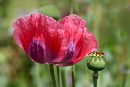 Nennieinszweidrei Opium Poppy 7283720 1280