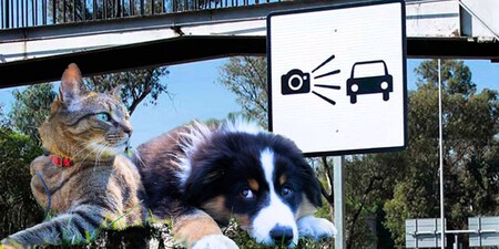 Infracciones Trabajo Comunitario Cuidando Perros Y Gatos Cdmx