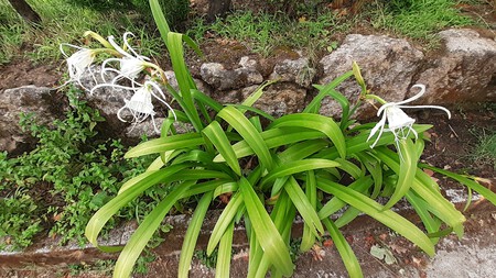 lirios