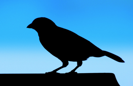 Baneos temporales y autofiltrado de menciones: las nuevas medidas de Twitter para frenar los abusos en su red