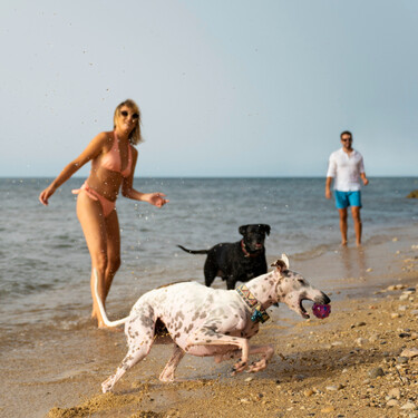 En casi todas las playas está prohibido ir con perro, pero en estas ocho de Málaga está permitido