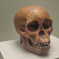 ¿Y si nuestro ancestro común no estaba en España? Un hallazgo en Marruecos pone en duda la teoría de Atapuerca